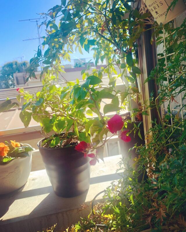 今年は暑い日🌞が続いたせいか、  毎年1回しか咲かない
我が家のブーゲンビリアが、
咲き出しました😳🌺  #ベランダガーデン